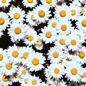 艳星丹尼尔斯吞精视频
